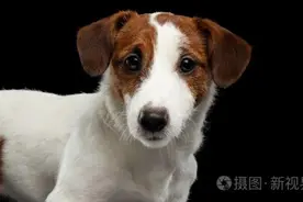 今生不敢再养狗图片