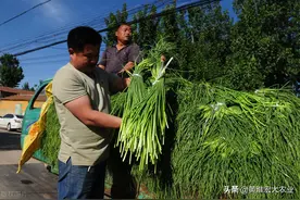 蒜薹价格大跌，仅够支付人工费用，蒜农亏本，如何才能正确解决图片