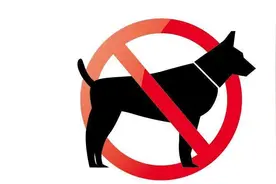 这6种狗被“禁养”了，如果可以，你会选择拯救哪种？图片