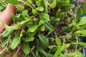 一种像仙桃像橄榄的食材：石橄榄，广东人用来煲汤，可以润肺化痰图片