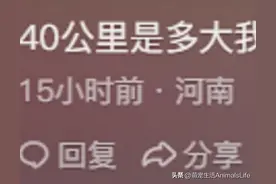 韩国到底有多小？真的很佩服他们的自信，韩朝三八线只有40公里！图片