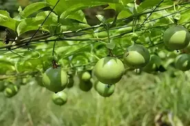 百香果品种及高产栽培技术图片