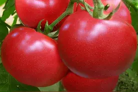 岛本酵素农业技术：如何根据西红柿植株长势判断其健康或异常图片