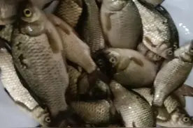 今天教给大家如何做一个天然鱼窝图片