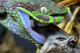 32张残酷动物图：渣男！雄狮咬断母狮脊椎，母狮的下半身瘫痪了图片