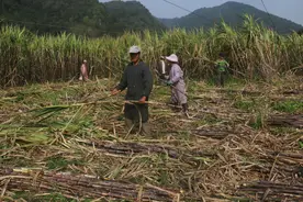 广西甘蔗收购价格10年没涨，而成本一直在涨，很多人种起了果树图片