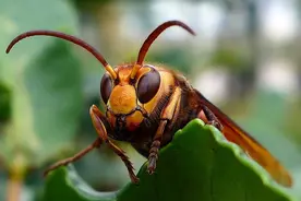 胡蜂小百科图片