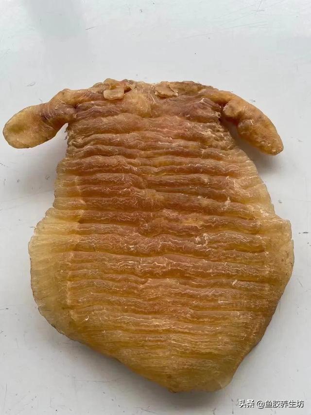 赤嘴鱼胶价格 2026年赤嘴鱼胶价格2024最新价目表 赤嘴鱼胶价格 2026年赤嘴鱼胶价格2024最新价目表