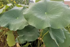 3月缸藕种起来，4个“窍门”确保缸藕出芽不死，好藕结出一大堆图片