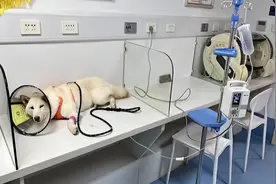 柴犬误食70粒布洛芬主人花5千救回，主人：灌了大量肥皂水，医生说好在催吐及时，上月还偷吃巧克力送医图片