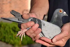 顶级快速鸽的翅膀都有这些特征图片