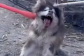 曾被潘宏下死手教训的三条狗，打到吐血都不“认主”，主人有错吗图片