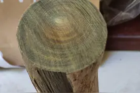 绿檀的前世今生你知道多少？很多人玩了好几年也没搞清楚的事情图片