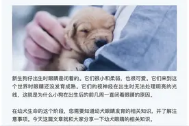 幼犬出生后多久睁开眼睛？有哪些注意事项？图片
