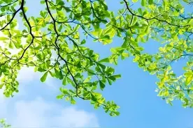 大暑至，万物荣华图片