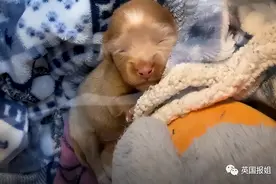 外网“泡泡小狗”火了！它曾患重病濒死、只能活在泡泡里顽强求生图片