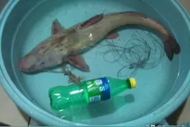 嘉陵江上的一种特产鱼，只生长在南充蓬安县石梁沱“一点红”江团图片