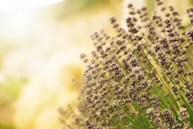 不主动联系你，却会主动做这三件事的男人，其实更爱你图片