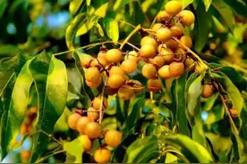 去污去油还能生发的植物——无患子图片