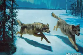 北大荒打狼，白天打死三只狼，晚饭时狼群来报复，吃掉一匹好马图片