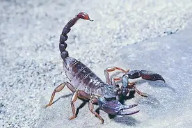 蝎子是怎么繁殖的？看完你就知道了图片