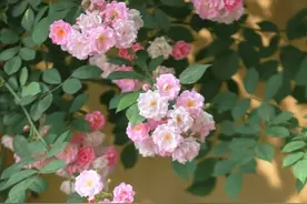 有庭院，就养一株蔷薇，皮实好养开花一大片，美得让人羡慕图片