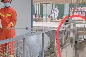 头皮发麻：十堰惊现一窝虎斑游蛇！“鸡冠蛇”原型？毒性到底多强图片