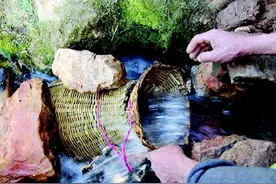 湖北山村山泉能出鱼，味道极其鲜美，专家：这鱼不能吃？图片