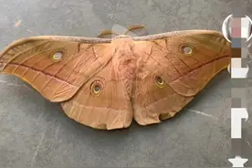 东北蚕蛾浑身是宝，没吃过，是因为你不了解它。图片