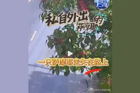 社牛萨摩耶搭“顺风车”离家出走图片