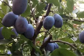 西梅是一种怎样的果树？图片