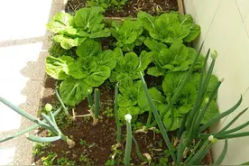 阳台种植小白菜，只需3个步骤，发芽快长势旺，好吃好看又新鲜图片