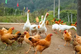 禽医刘帆聊鸡拉红色粪便怎么治 鸡拉西红柿样粪便怎么办图片