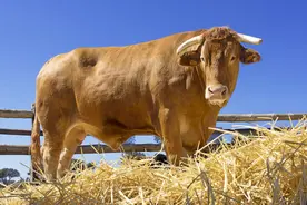 牛价下跌，集市非常的萧条，2023年3月14日全国最新牛价图片