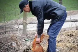 杀鸡后，发现鸡肚中的黄油，吃还是直接扔掉？看完别再闹笑话了！图片