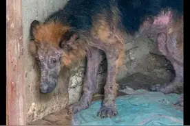 德牧被关简陋房数年，毛发掉光身上发臭，主人养它竟只是为了发泄图片