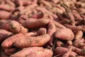 红薯是怎样传入我国？别忘了红薯之父陈振龙，吃薯人应该了解一下图片