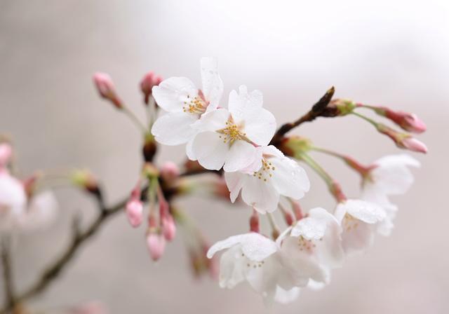 乘公交，赴樱约！贵阳公交载你驶向专属春日浪漫