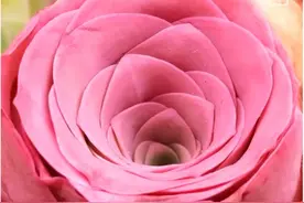 阳台上的小精灵——多肉玫瑰图片