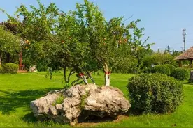 知音难觅，知己难求，人生得一知己足矣，斯世当以同怀视之图片