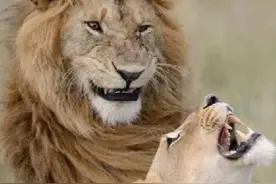 狮子交配后疯狂打架，猫交配鬼哭狼嚎，猫科动物交配有何隐情？图片