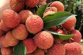 灵山荔枝已成熟！附超全采摘攻略图片