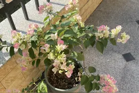 三角梅“控水就能开花”？误导了多少新手花友，难怪一直养不好图片