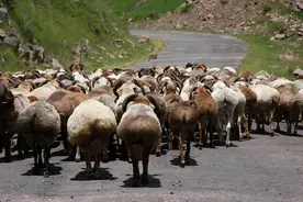 都说新疆的羊肉好吃，你知道吃的什么羊吗？图片