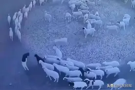 内蒙古牧场出现诡异事件 上百只羊集体绕圈12天图片