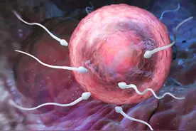 患有弱精症能生育吗？提高精子质量可以怎么做？图片