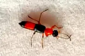 海南的这种“隐翼虫”看见不要用手去触摸，防止其体液感染人皮肤图片