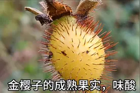 #养生植物#健康科普，金樱子，你的家乡有这种植物吗？图片