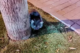 在宠物医院花了1200元说没救了，到了救助站几毛钱就治好了！图片