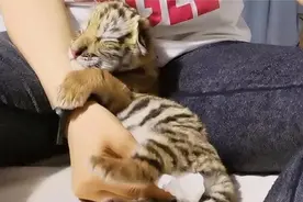 路遇没妈的“流浪猫”，养大发现是老虎，好心归还被动物园要赔偿图片